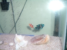 Nemo and Dorie
