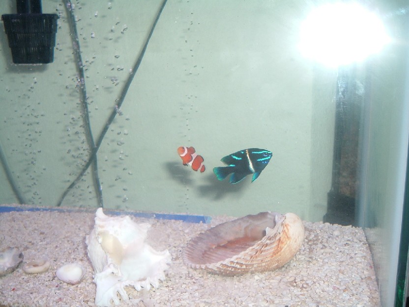 Nemo and Dorie