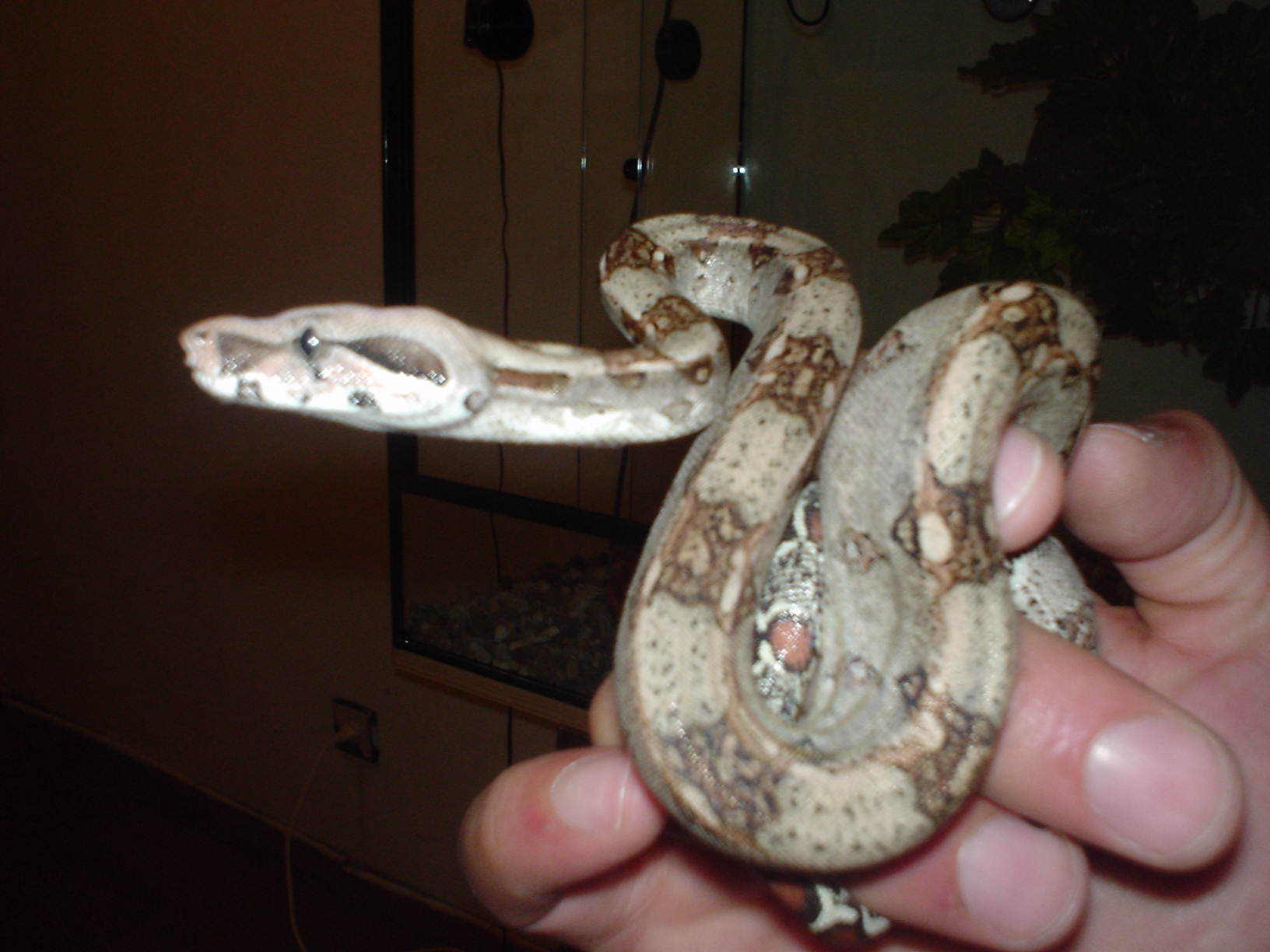 Maya 00 13/07/2004