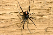 black widow juv