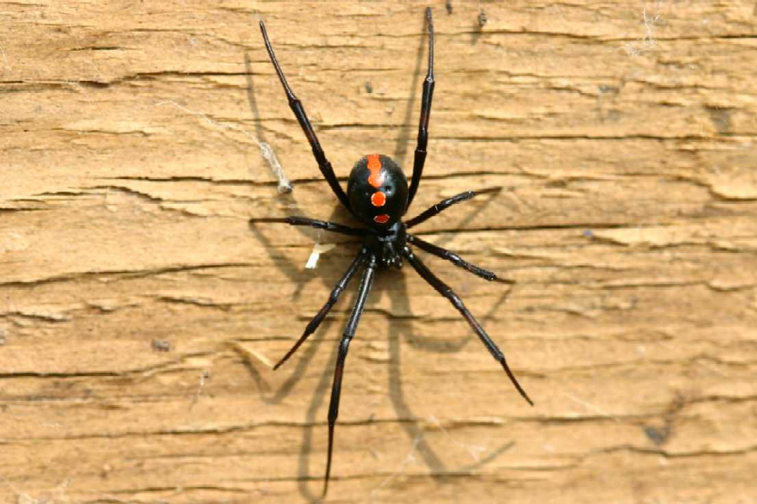 black widow juv