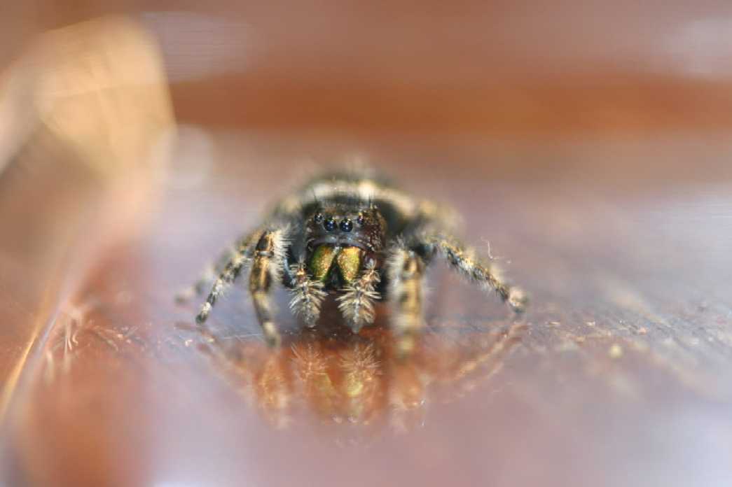 eye see you