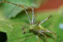 male lynx