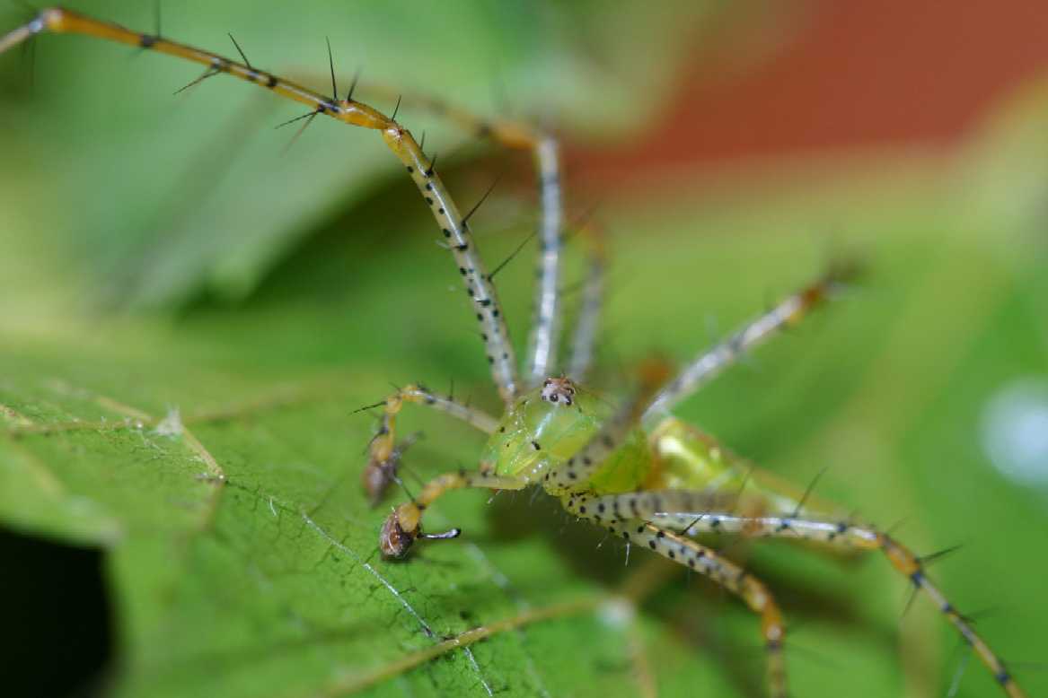 male lynx