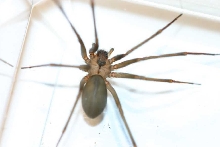 brown recluse