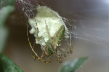 Lynx egg case 01