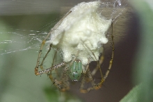 Lynx egg case 02