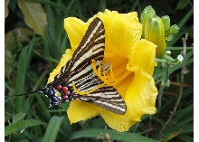 zebra flower