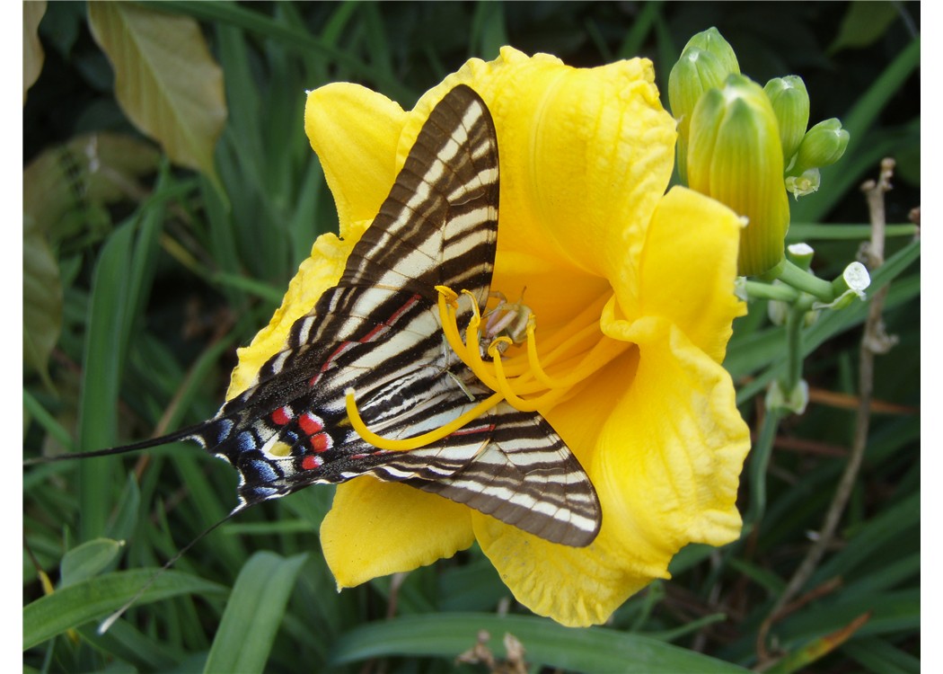 zebra flower