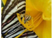 zebra flower2