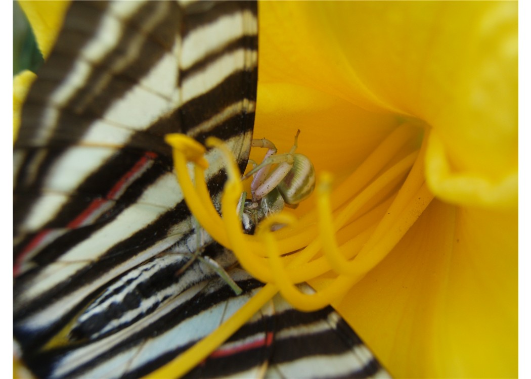 zebra flower2