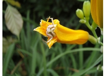zebra flower 3