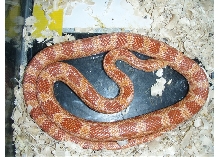 corn 1