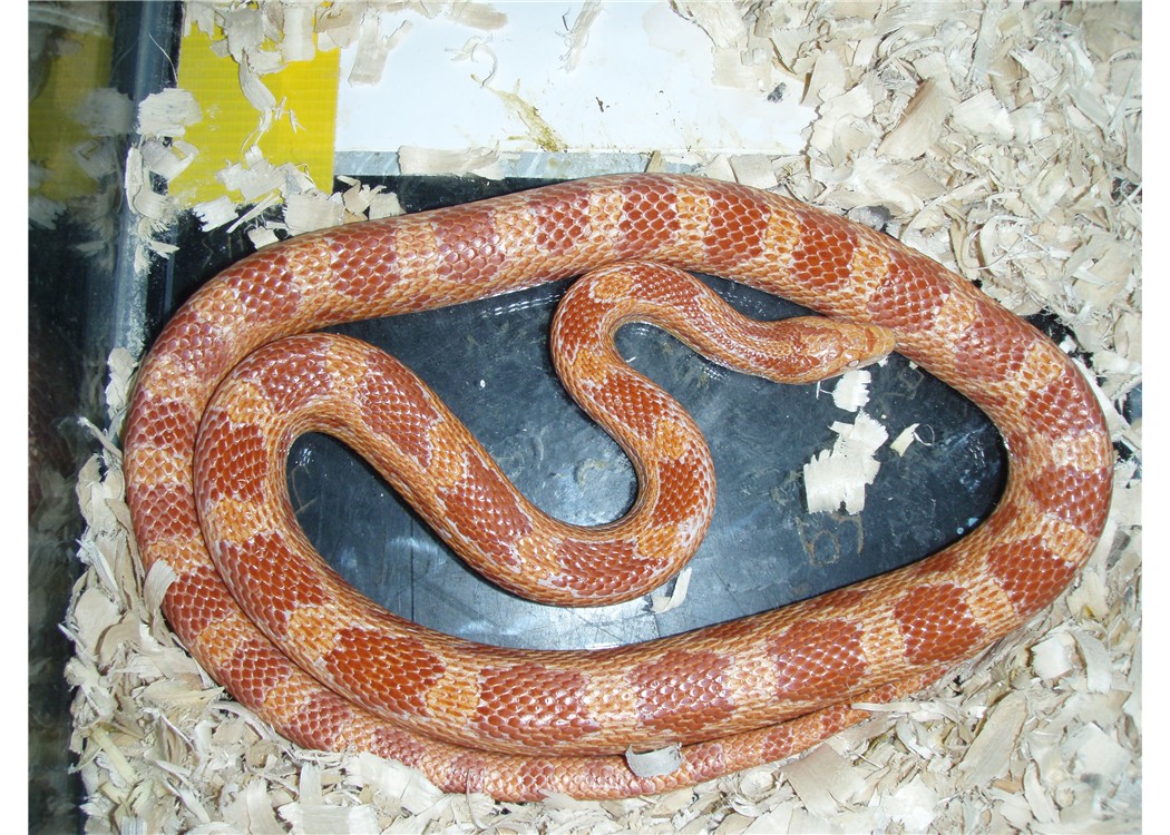 corn 1