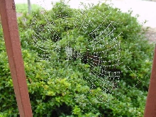 morning web 1