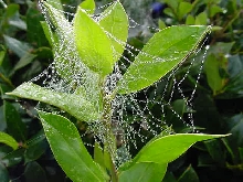 morning web 2