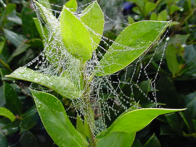 morning web 2