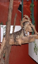 zigg the ornate nile on top shelf of her viv