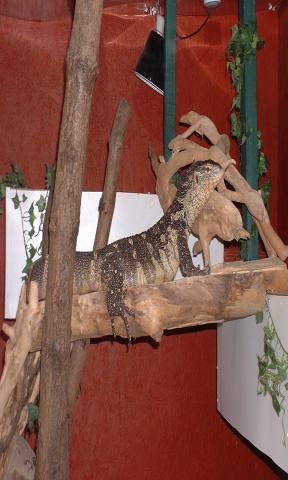 zigg the ornate nile on top shelf of her viv