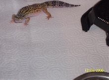 normal female