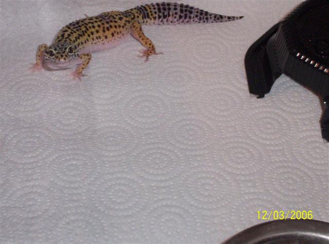 normal female