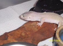 papa blizard