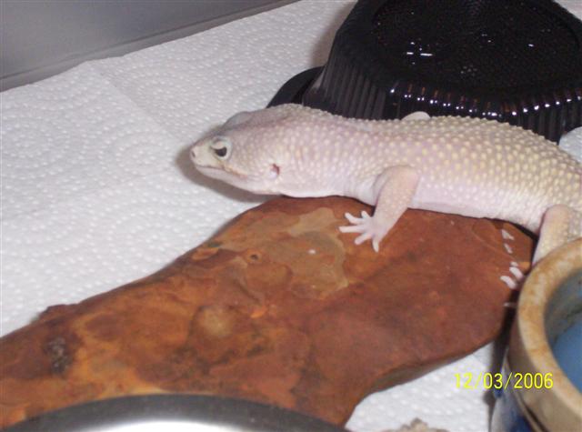 papa blizard