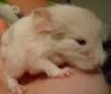 Newborn