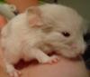 Newborn