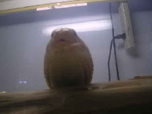 Albino monocled cobra