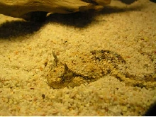 Horned viper