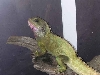 Water dragon on a branch