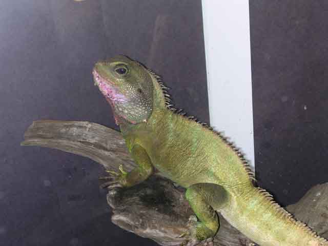 Water dragon on a branch