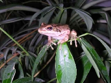 western treefrog