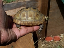 Ray