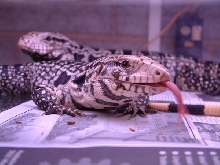 marjory's tongue