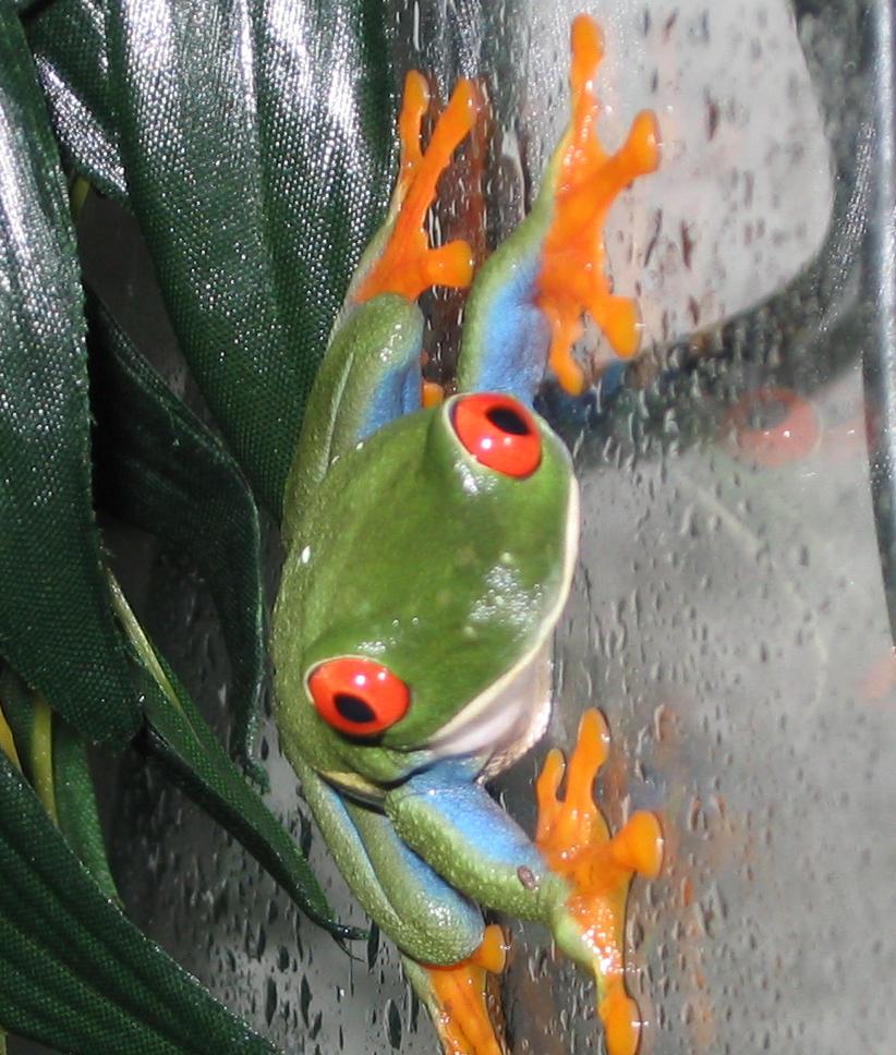 frog1