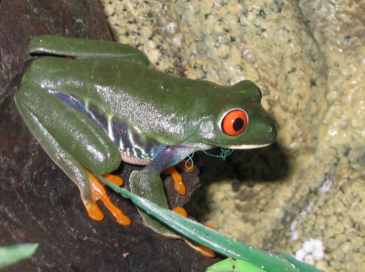 frog2