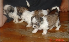 My 3 Babies