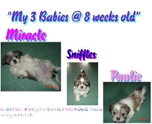 My 3 Little Ones