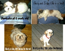 Shorty as a baby and adult
