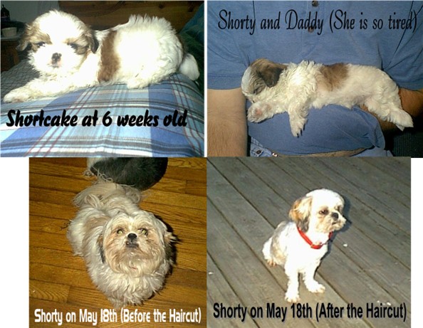 Shorty as a baby and adult