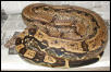 02' arabesque girl het albino