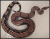 02' arabesque girl het albino