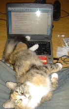 cat