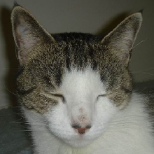 cat2