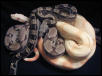 ghost...motley...striped albino