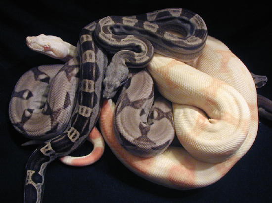 ghost...motley...striped albino