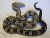 03' fem motley