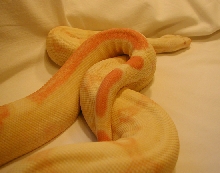 03' striped albino male